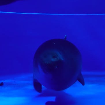 サンシャイン水族館に投稿された画像（2020/12/24）