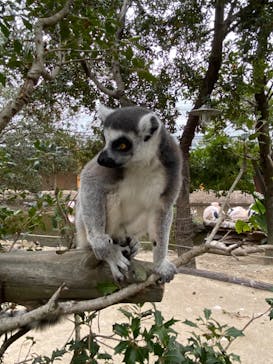 神戸どうぶつ王国に投稿された画像（2020/12/24）