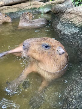 神戸どうぶつ王国に投稿された画像（2020/12/24）