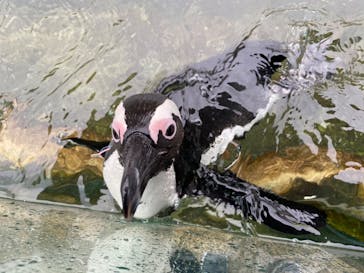 神戸どうぶつ王国に投稿された画像（2020/12/24）