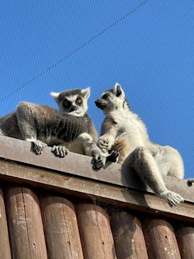 神戸どうぶつ王国に投稿された画像（2020/12/24）