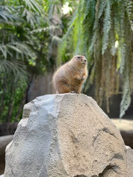 神戸どうぶつ王国に投稿された画像（2020/12/24）