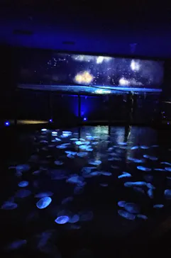 すみだ水族館に投稿された画像（2020/12/25）