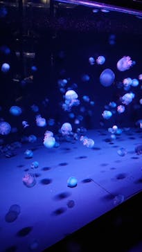 京都水族館に投稿された画像（2020/12/25）