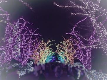 よみうりランド 遊園地に投稿された画像（2020/12/25）