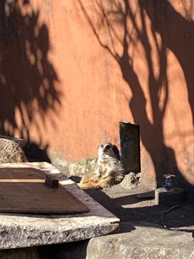 伊豆アニマルキングダムに投稿された画像（2020/12/25）