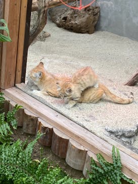 神戸どうぶつ王国に投稿された画像（2020/12/25）