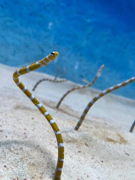 大分マリーンパレス水族館 「うみたまご」に投稿された画像（2020/12/25）