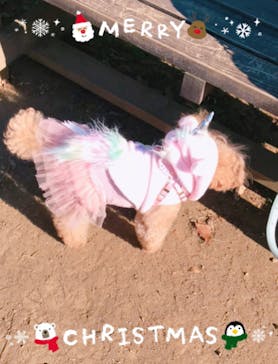 わんダフルネイチャーヴィレッジに投稿された画像（2020/12/25）