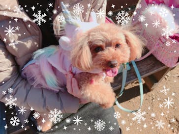 わんダフルネイチャーヴィレッジに投稿された画像（2020/12/25）