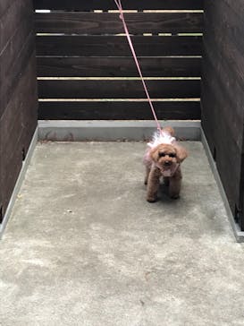 わんダフルネイチャーヴィレッジに投稿された画像（2020/12/25）