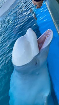 横浜・八景島シーパラダイスに投稿された画像（2020/12/25）