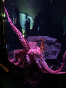 サンシャイン水族館に投稿された画像（2020/12/25）