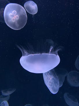 サンシャイン水族館に投稿された画像（2020/12/25）
