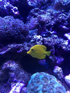 マクセル アクアパーク品川に投稿された画像（2020/12/25）