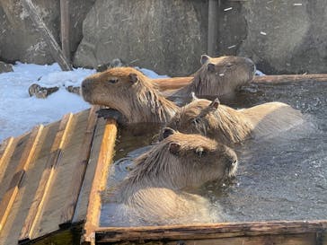 那須どうぶつ王国に投稿された画像（2020/12/25）