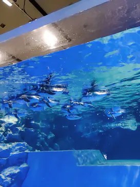 すみだ水族館に投稿された画像（2020/12/25）