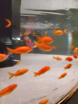 すみだ水族館に投稿された画像（2020/12/25）