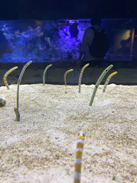 すみだ水族館に投稿された画像（2020/12/25）