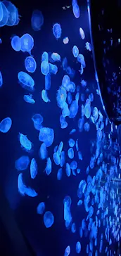 すみだ水族館に投稿された画像（2020/12/25）