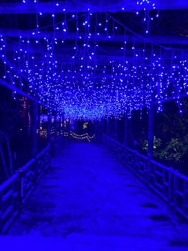 美らヤシパークオキナワ・東南植物楽園に投稿された画像（2020/12/25）