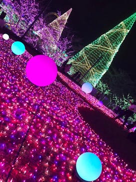 よみうりランド 遊園地に投稿された画像（2020/12/25）