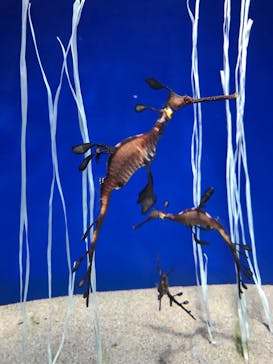 サンシャイン水族館に投稿された画像（2020/12/25）