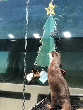 サンシャイン水族館に投稿された画像（2020/12/25）