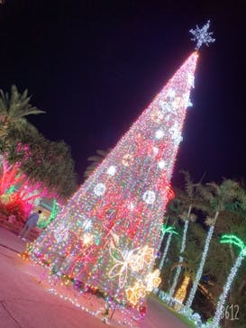 美らヤシパークオキナワ・東南植物楽園に投稿された画像（2020/12/25）