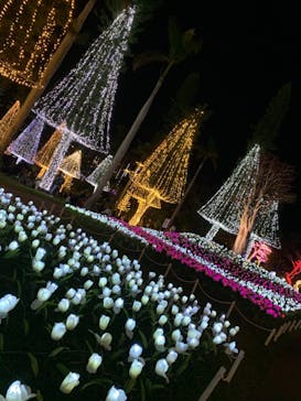 美らヤシパークオキナワ・東南植物楽園に投稿された画像（2020/12/25）