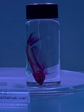 マクセル アクアパーク品川に投稿された画像（2020/12/25）