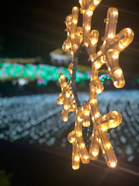 美らヤシパークオキナワ・東南植物楽園に投稿された画像（2020/12/25）