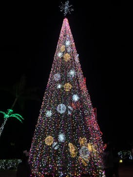 美らヤシパークオキナワ・東南植物楽園に投稿された画像（2020/12/25）