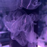 マクセル アクアパーク品川に投稿された画像（2020/12/25）