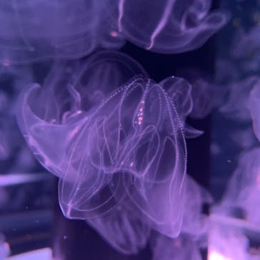 マクセル アクアパーク品川に投稿された画像（2020/12/25）