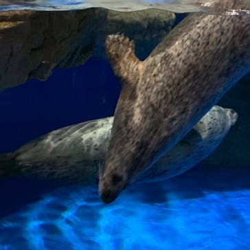 マクセル アクアパーク品川に投稿された画像（2020/12/25）