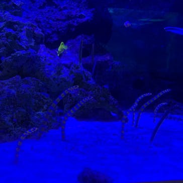 マクセル アクアパーク品川に投稿された画像（2020/12/25）