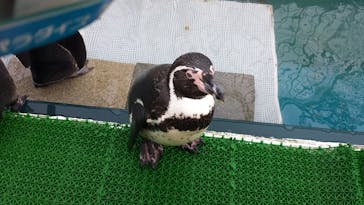 伊豆・三津シーパラダイスに投稿された画像（2020/12/25）