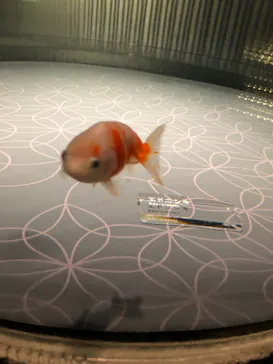 すみだ水族館に投稿された画像（2020/12/25）