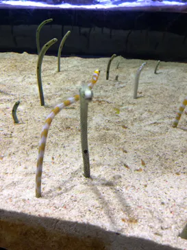 すみだ水族館に投稿された画像（2020/12/25）