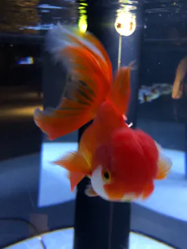 すみだ水族館に投稿された画像（2020/12/25）