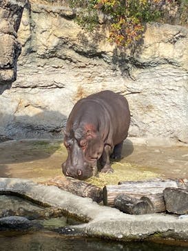 天王寺動物園に投稿された画像（2020/12/25）
