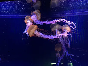 すみだ水族館に投稿された画像（2020/12/25）