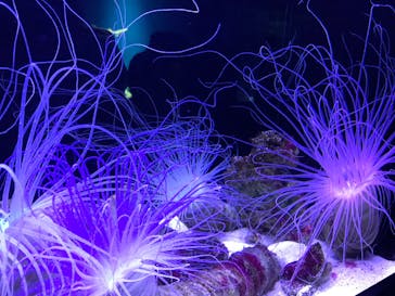 マクセル アクアパーク品川に投稿された画像（2020/12/25）