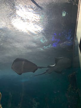 新江ノ島水族館に投稿された画像（2020/12/26）