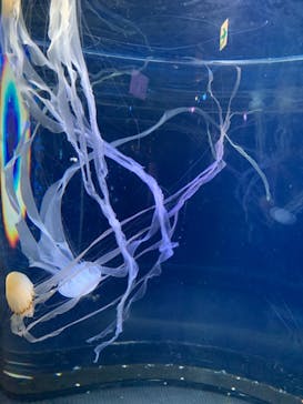 新江ノ島水族館に投稿された画像（2020/12/26）