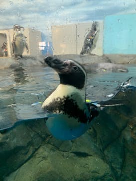 新江ノ島水族館に投稿された画像（2020/12/26）
