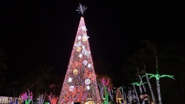 美らヤシパークオキナワ・東南植物楽園に投稿された画像（2020/12/26）