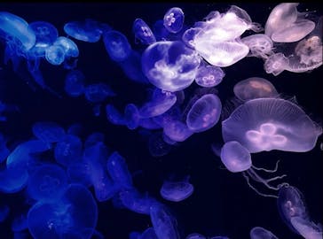 マリンワールド海の中道に投稿された画像（2020/12/26）