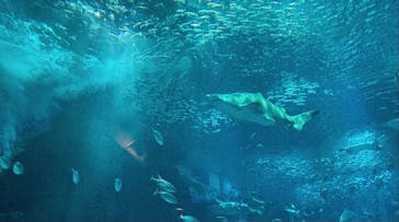 マリンワールド海の中道に投稿された画像（2020/12/26）